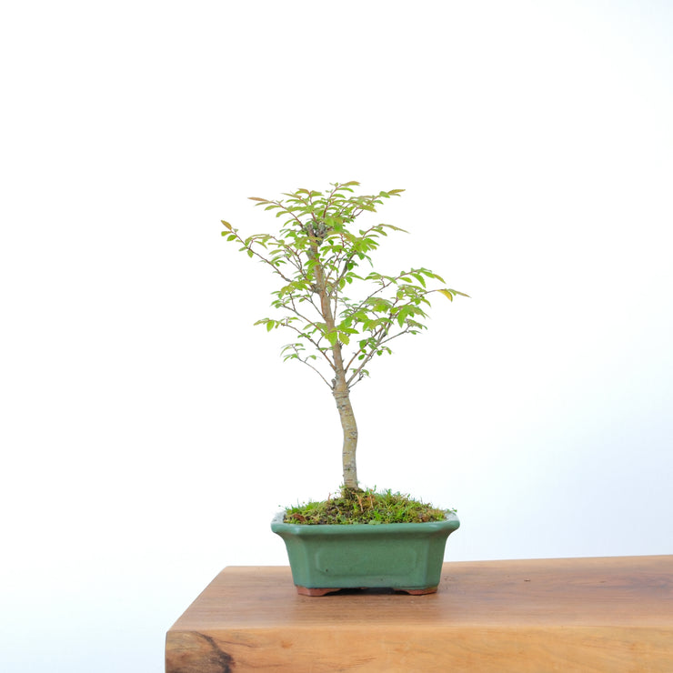 Chinese Elm-Simply Bonsai-[Bonsai NZ]-[Buy bonsai NZ]-[Bonsai Tree NZ]-Simply Bonsai NZ