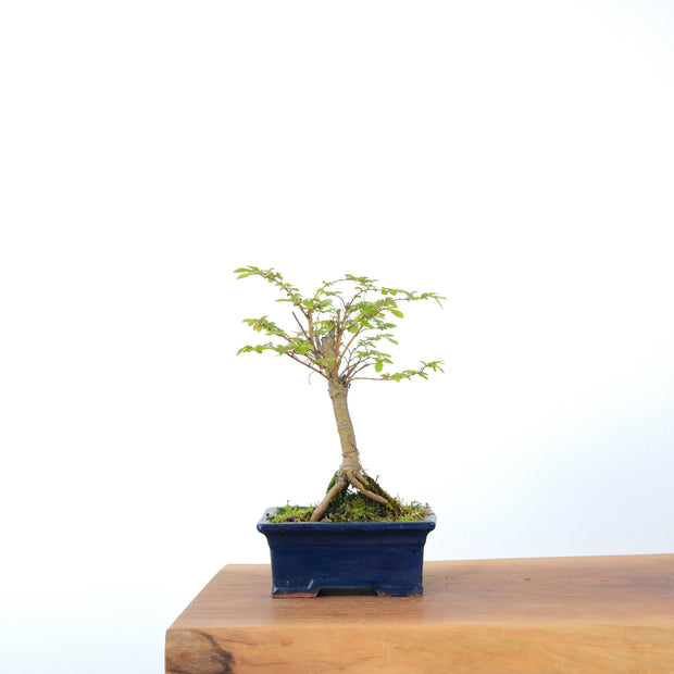 Chinese Elm-Simply Bonsai-[Bonsai NZ]-[Buy bonsai NZ]-[Bonsai Tree NZ]-Simply Bonsai NZ