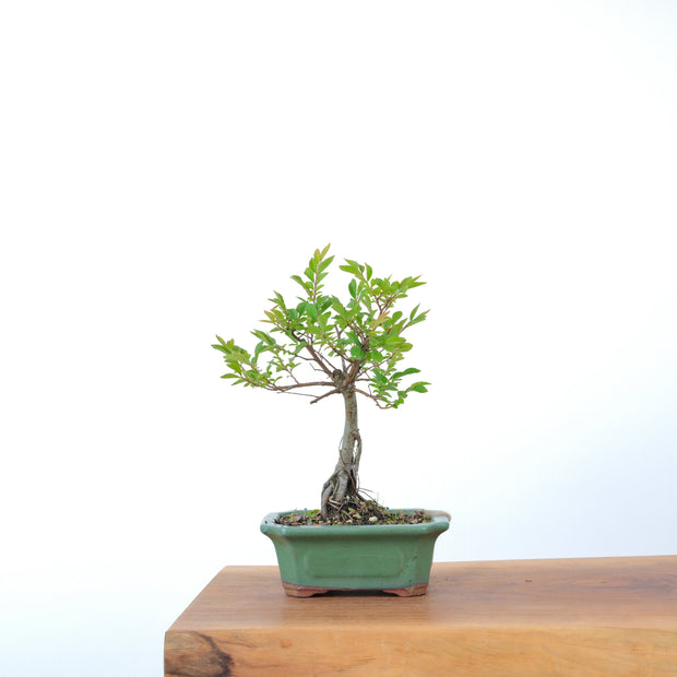 Chinese Elm-Simply Bonsai-[Bonsai NZ]-[Buy bonsai NZ]-[Bonsai Tree NZ]-Simply Bonsai NZ