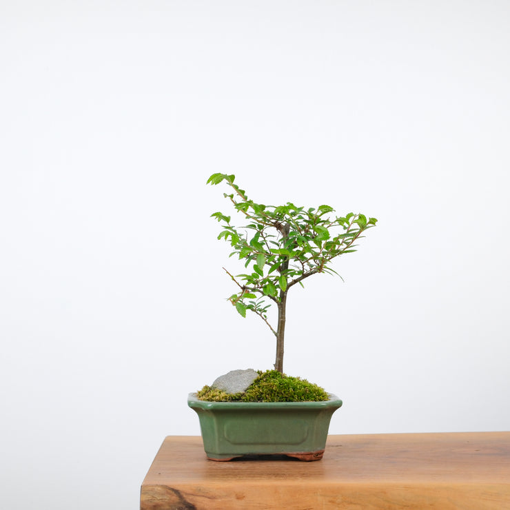 Chinese Elm-Simply Bonsai-[Bonsai NZ]-[Buy bonsai NZ]-[Bonsai Tree NZ]-Simply Bonsai NZ