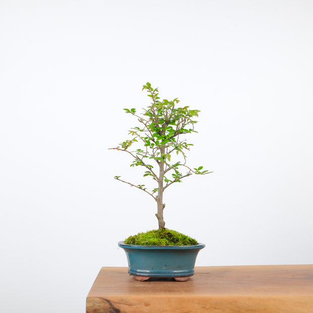 Chinese Elm-Simply Bonsai-[Bonsai NZ]-[Buy bonsai NZ]-[Bonsai Tree NZ]-Simply Bonsai NZ
