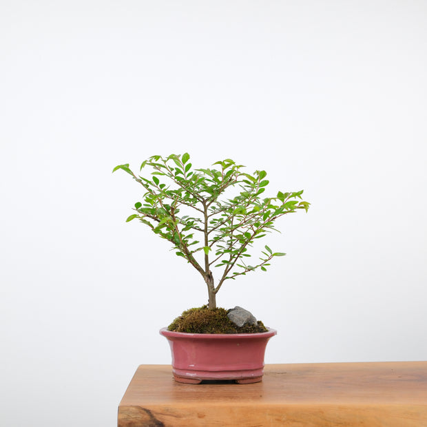 Chinese Elm-Simply Bonsai-[Bonsai NZ]-[Buy bonsai NZ]-[Bonsai Tree NZ]-Simply Bonsai NZ