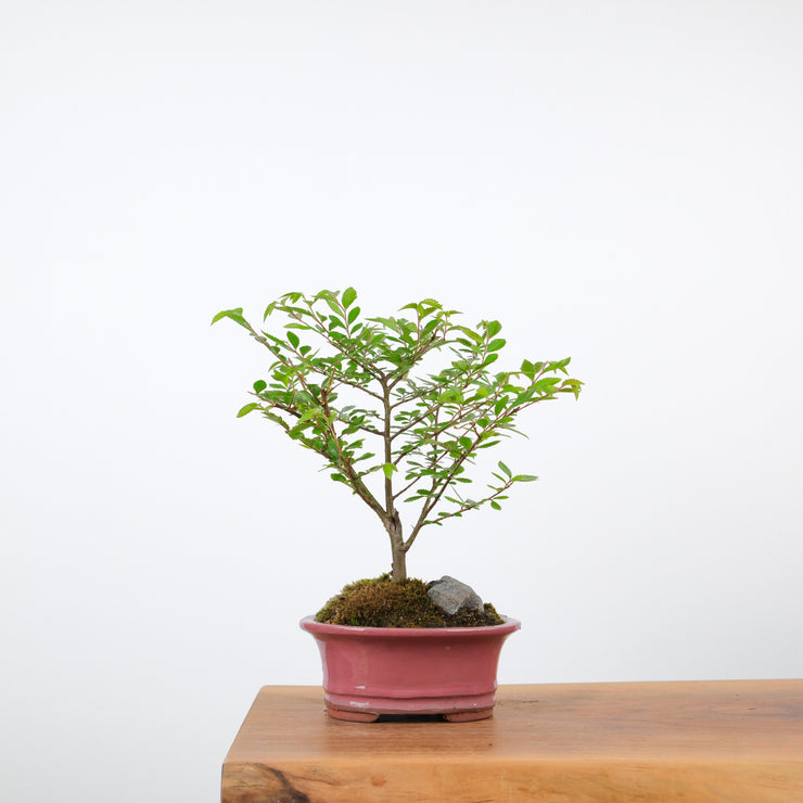 Chinese Elm-Simply Bonsai-[Bonsai NZ]-[Buy bonsai NZ]-[Bonsai Tree NZ]-Simply Bonsai NZ