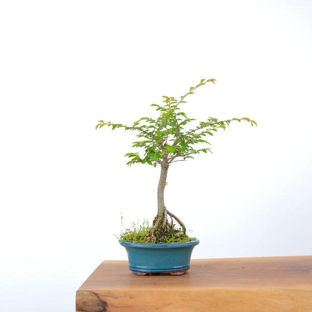 Chinese Elm-Simply Bonsai-[Bonsai NZ]-[Buy bonsai NZ]-[Bonsai Tree NZ]-Simply Bonsai NZ