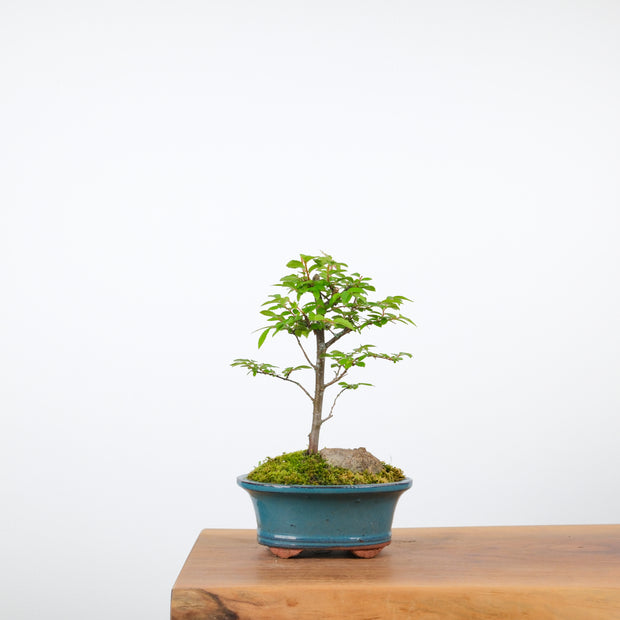 Chinese Elm-Simply Bonsai-[Bonsai NZ]-[Buy bonsai NZ]-[Bonsai Tree NZ]-Simply Bonsai NZ