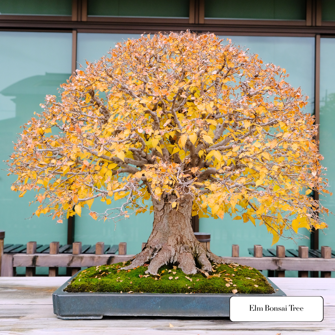 Chinese Elm Indoor Bonsai Tree Starter Kit NZ – Simply Bonsai