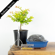Chinese Elm-Simply Bonsai NZ-[Bonsai NZ]-[Buy bonsai NZ]-[Bonsai Tree NZ]-Simply Bonsai NZ