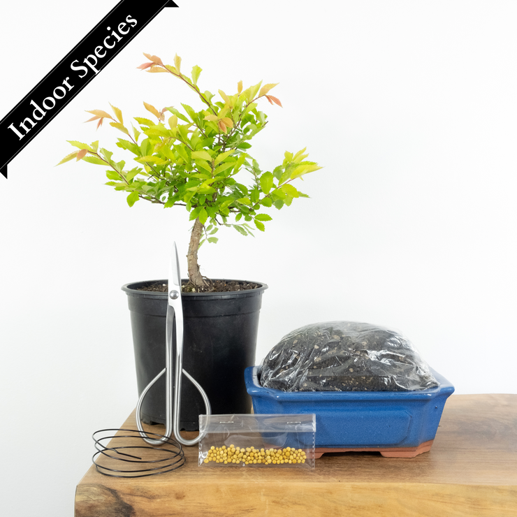 Chinese Elm-Simply Bonsai NZ-[Bonsai NZ]-[Buy bonsai NZ]-[Bonsai Tree NZ]-Simply Bonsai NZ
