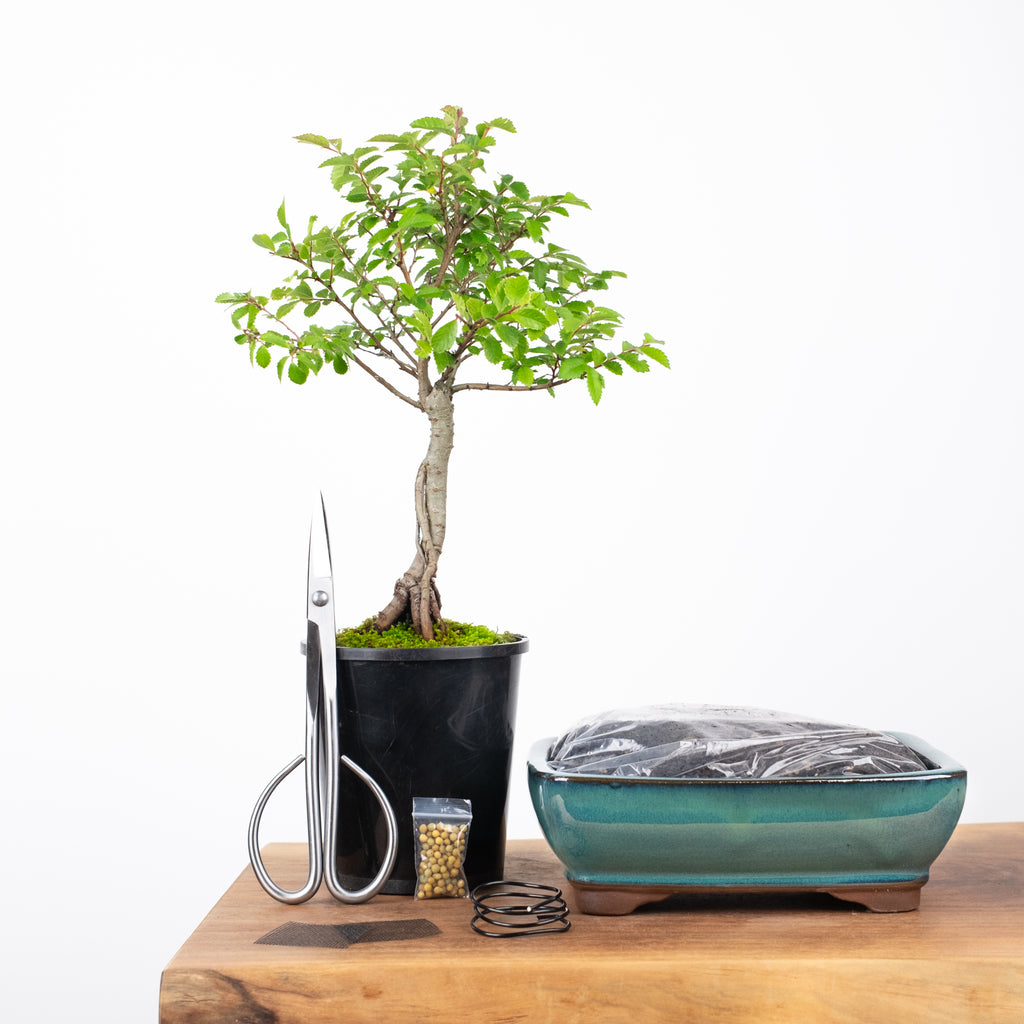 Chinese Elm Indoor Bonsai Tree Starter Kit NZ – Simply Bonsai