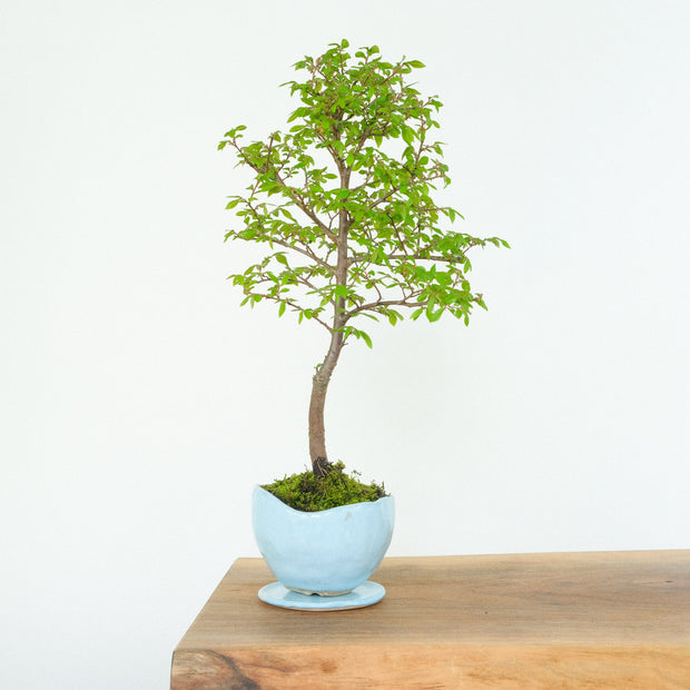 Chinese № 3 (Indoor)-Simply Bonsai-[Bonsai NZ]-[Buy bonsai NZ]-[Bonsai Tree NZ]-Simply Bonsai NZ