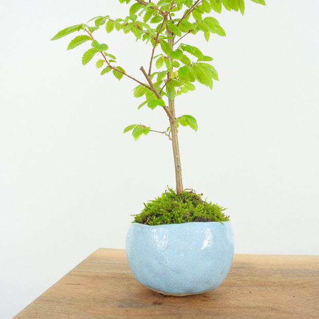 Chinese № 6 (Indoor)-Simply Bonsai-[Bonsai NZ]-[Buy bonsai NZ]-[Bonsai Tree NZ]-Simply Bonsai NZ