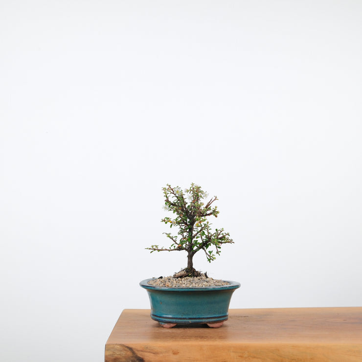 Cotoneaster-Simply Bonsai-[Bonsai NZ]-[Buy bonsai NZ]-[Bonsai Tree NZ]-Simply Bonsai NZ