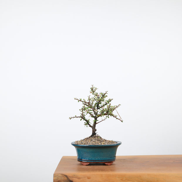 Cotoneaster-Simply Bonsai-[Bonsai NZ]-[Buy bonsai NZ]-[Bonsai Tree NZ]-Simply Bonsai NZ