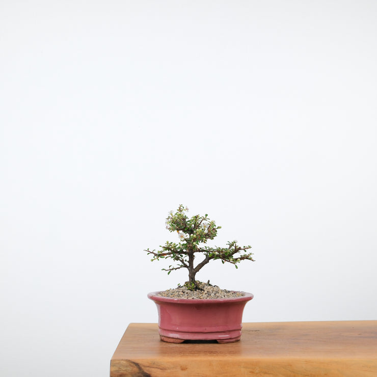 Cotoneaster-Simply Bonsai-[Bonsai NZ]-[Buy bonsai NZ]-[Bonsai Tree NZ]-Simply Bonsai NZ