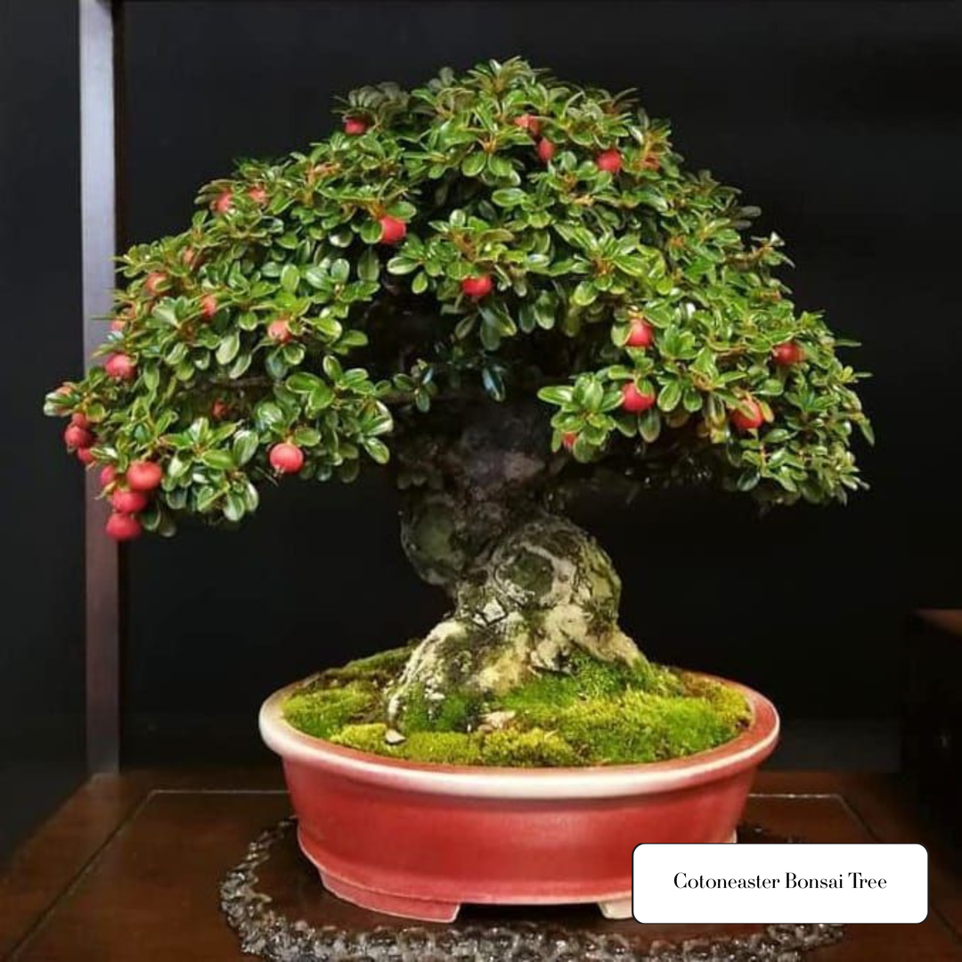 bonsai cotoneaster Cotoneaster Bonsai Tree Starter Kit NZ – Simply Bonsai