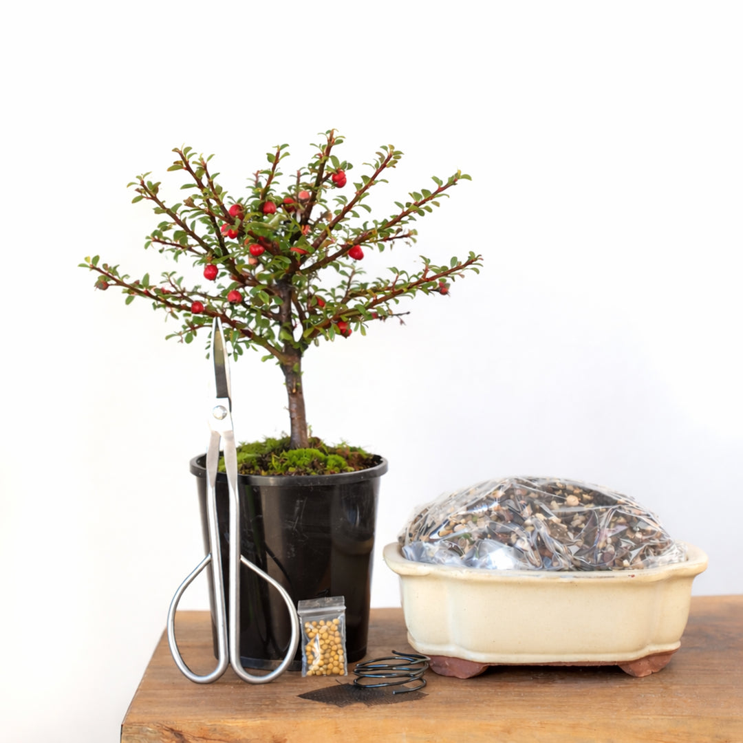 Cotoneaster Bonsai Tree Starter Kit NZ – Simply Bonsai
