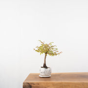 Elm № 1-Simply Bonsai-[Bonsai NZ]-[Buy bonsai NZ]-[Bonsai Tree NZ]-Simply Bonsai NZ