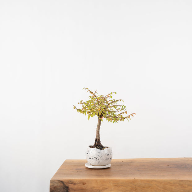 Elm № 1-Simply Bonsai-[Bonsai NZ]-[Buy bonsai NZ]-[Bonsai Tree NZ]-Simply Bonsai NZ