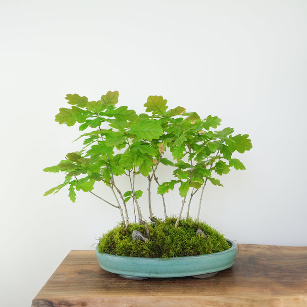 English Oak Forest-Simply Bonsai-[Bonsai NZ]-[Buy bonsai NZ]-[Bonsai Tree NZ]-Simply Bonsai NZ