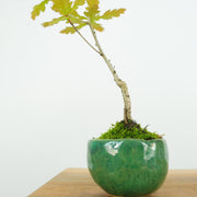 English Oak № 1-Simply Bonsai-[Bonsai NZ]-[Buy bonsai NZ]-[Bonsai Tree NZ]-Simply Bonsai NZ