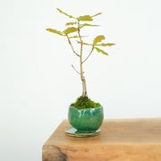 English Oak № 1-Simply Bonsai-[Bonsai NZ]-[Buy bonsai NZ]-[Bonsai Tree NZ]-Simply Bonsai NZ