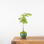 English Oak № 1-Simply Bonsai-[Bonsai NZ]-[Buy bonsai NZ]-[Bonsai Tree NZ]-Simply Bonsai NZ