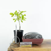 English Oak-Simply Bonsai NZ-[Bonsai NZ]-[Buy bonsai NZ]-[Bonsai Tree NZ]-Simply Bonsai NZ