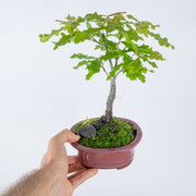 English Oak-Simply Bonsai NZ-[Bonsai NZ]-[Buy bonsai NZ]-[Bonsai Tree NZ]-Simply Bonsai NZ