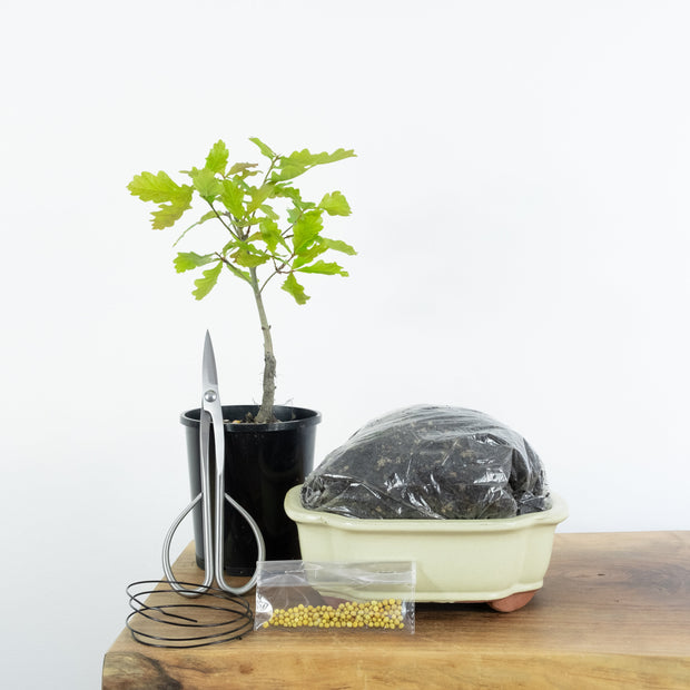 English Oak-Simply Bonsai NZ-[Bonsai NZ]-[Buy bonsai NZ]-[Bonsai Tree NZ]-Simply Bonsai NZ