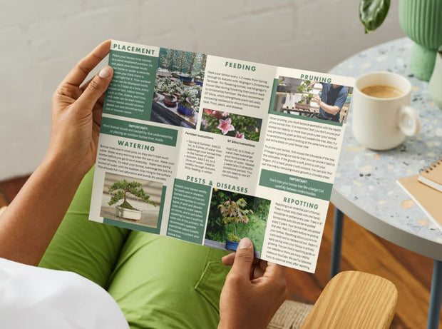 Erica-Simply Bonsai NZ-[Bonsai NZ]-[Buy bonsai NZ]-[Bonsai Tree NZ]-Simply Bonsai NZ
