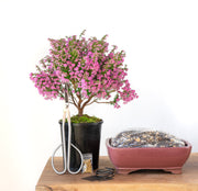 Erica-Simply Bonsai NZ-[Bonsai NZ]-[Buy bonsai NZ]-[Bonsai Tree NZ]-Simply Bonsai NZ