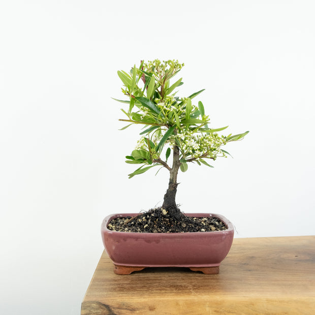 Firethorn-Simply Bonsai-[Bonsai NZ]-[Buy bonsai NZ]-[Bonsai Tree NZ]-Simply Bonsai NZ