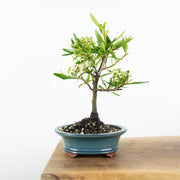 Firethorn-Simply Bonsai-[Bonsai NZ]-[Buy bonsai NZ]-[Bonsai Tree NZ]-Simply Bonsai NZ