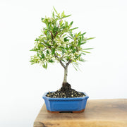 Firethorn-Simply Bonsai-[Bonsai NZ]-[Buy bonsai NZ]-[Bonsai Tree NZ]-Simply Bonsai NZ