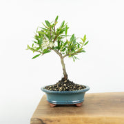 Firethorn-Simply Bonsai-[Bonsai NZ]-[Buy bonsai NZ]-[Bonsai Tree NZ]-Simply Bonsai NZ