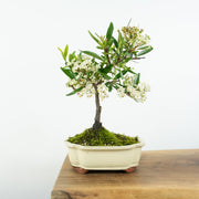 Firethorn-Simply Bonsai-[Bonsai NZ]-[Buy bonsai NZ]-[Bonsai Tree NZ]-Simply Bonsai NZ