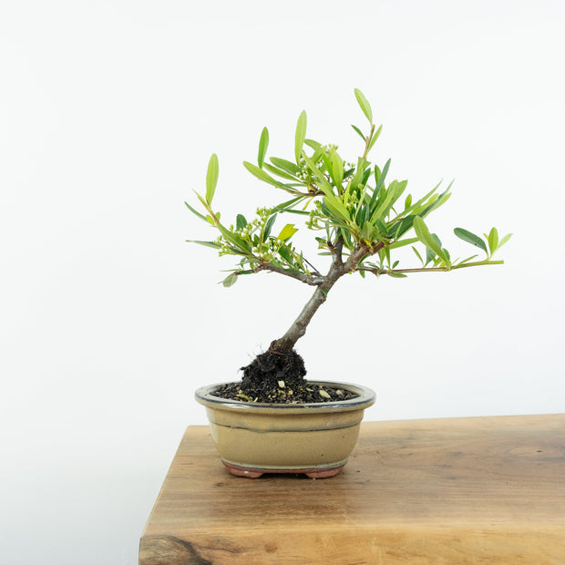 Firethorn-Simply Bonsai-[Bonsai NZ]-[Buy bonsai NZ]-[Bonsai Tree NZ]-Simply Bonsai NZ