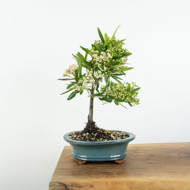 Firethorn-Simply Bonsai-[Bonsai NZ]-[Buy bonsai NZ]-[Bonsai Tree NZ]-Simply Bonsai NZ