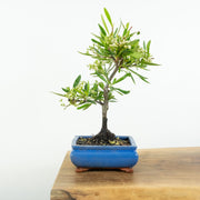 Firethorn-Simply Bonsai-[Bonsai NZ]-[Buy bonsai NZ]-[Bonsai Tree NZ]-Simply Bonsai NZ