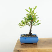 Firethorn-Simply Bonsai-[Bonsai NZ]-[Buy bonsai NZ]-[Bonsai Tree NZ]-Simply Bonsai NZ