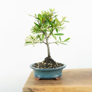 Firethorn-Simply Bonsai-[Bonsai NZ]-[Buy bonsai NZ]-[Bonsai Tree NZ]-Simply Bonsai NZ