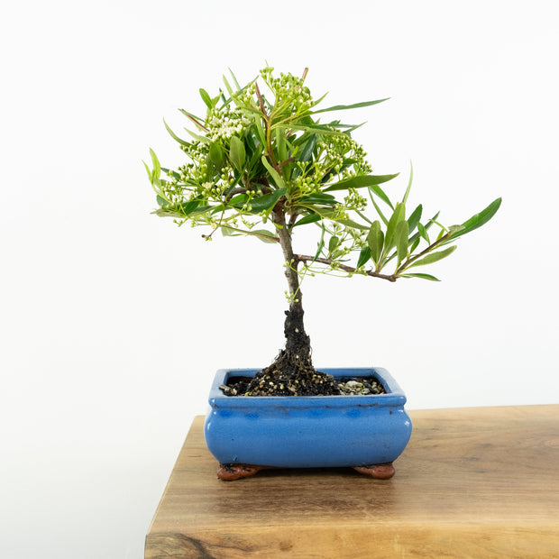 Firethorn-Simply Bonsai-[Bonsai NZ]-[Buy bonsai NZ]-[Bonsai Tree NZ]-Simply Bonsai NZ