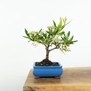 Firethorn-Simply Bonsai-[Bonsai NZ]-[Buy bonsai NZ]-[Bonsai Tree NZ]-Simply Bonsai NZ