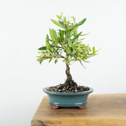 Firethorn-Simply Bonsai-[Bonsai NZ]-[Buy bonsai NZ]-[Bonsai Tree NZ]-Simply Bonsai NZ