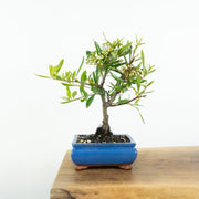 Firethorn-Simply Bonsai-[Bonsai NZ]-[Buy bonsai NZ]-[Bonsai Tree NZ]-Simply Bonsai NZ