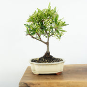 Firethorn-Simply Bonsai-[Bonsai NZ]-[Buy bonsai NZ]-[Bonsai Tree NZ]-Simply Bonsai NZ