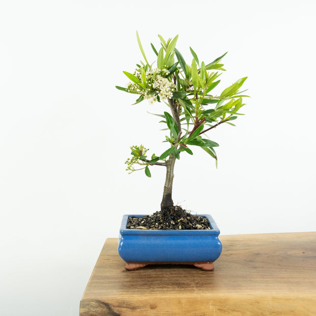 Firethorn-Simply Bonsai-[Bonsai NZ]-[Buy bonsai NZ]-[Bonsai Tree NZ]-Simply Bonsai NZ