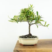 Firethorn-Simply Bonsai-[Bonsai NZ]-[Buy bonsai NZ]-[Bonsai Tree NZ]-Simply Bonsai NZ