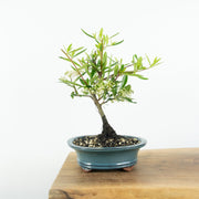 Firethorn-Simply Bonsai-[Bonsai NZ]-[Buy bonsai NZ]-[Bonsai Tree NZ]-Simply Bonsai NZ