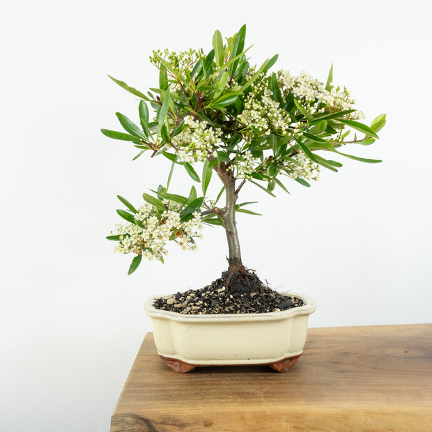 Firethorn-Simply Bonsai-[Bonsai NZ]-[Buy bonsai NZ]-[Bonsai Tree NZ]-Simply Bonsai NZ